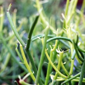 Euphorbia Tirucalli Stick on Fire