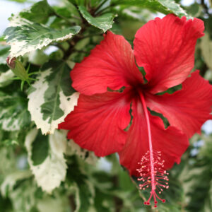 hibiscus panaché