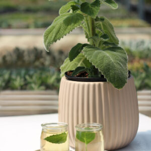 plectranthus amboinicus