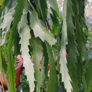 Rhipsalis Houlletiana