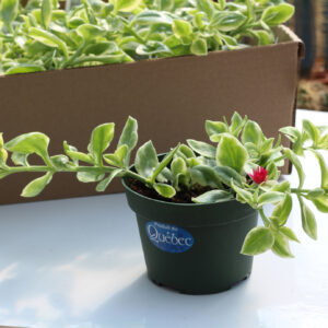 aptenia cordifolia variegata