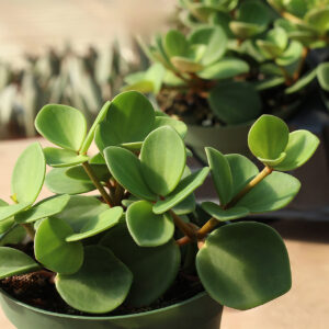 peperomia hope