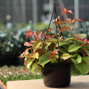 pereskia godseffiana