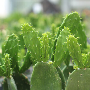 opuntia ficus indica