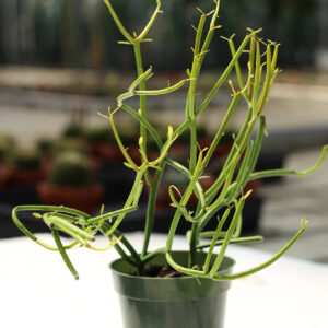 euphorbe tirucalli 'stick on fire'