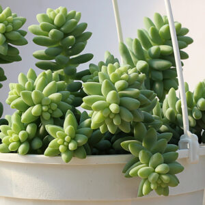 sedum burrito