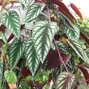 Cissus Discolor