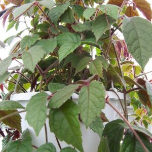 Cissus Vitis