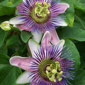 Passiflore Purple Passion