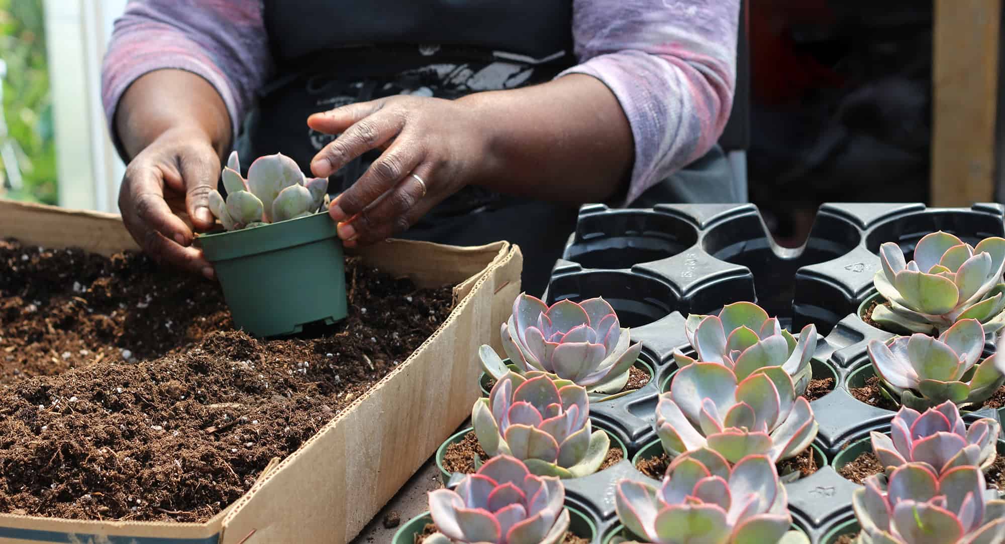Echeveria, Production Quéebecoise au Cactus Fleuri