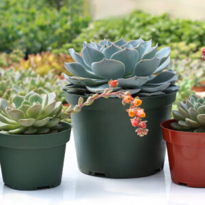 Echeveria, cultivés au Québec