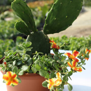 jardin comestible 8' plastique 1920pxcomp
