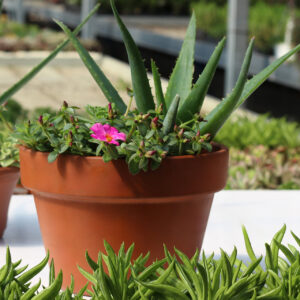 jardin comestible grès 8''