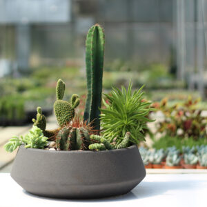 Jardin désertique - Cadeau corporatif - Le Cactus Fleuri
