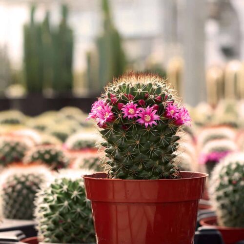 mammillaria le cactus fleuri produit en serre au quebec 1920pxcomp