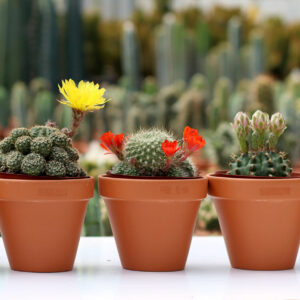 cactus bandeau 4'' le cactus fleuri 1920pxcomp