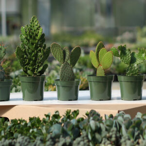 cereus 4'' assortie Campagne de financement plante cultivées au Quebec