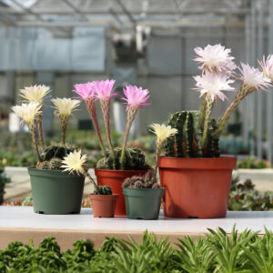 multi size cactus fleuri c 1920pxcomp