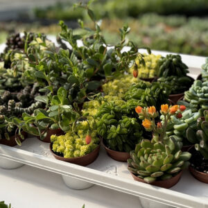 succulentes assortie 2,5''d 1920pxcomp