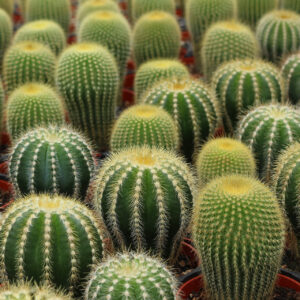 ya du piquant au cactus fleuri 1920pxcomp