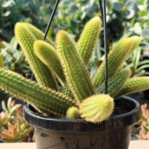 cleistocactus winterii