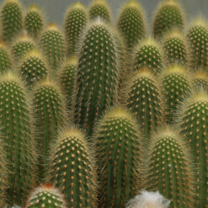 cleistocactus winterii