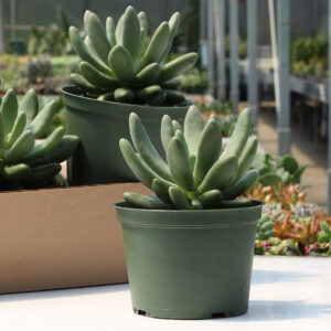 pachyphytum captain jessop