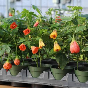 abutilon assortis