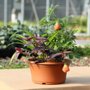 jardin tropicales assortis pot de plastiques