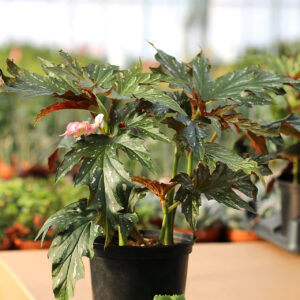 begonia serratipetala