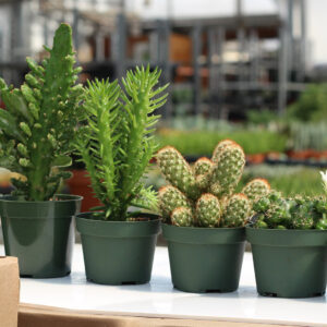cactus assortis pots de plastique