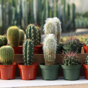 cactus select