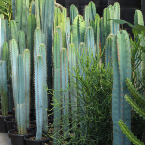 cereus assortis pot de plastique