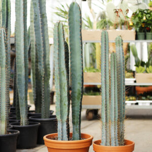 cereus trio pot de grès