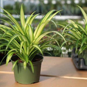 chlorophytum hawaiian