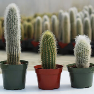 cleistocactus / oreocereus
