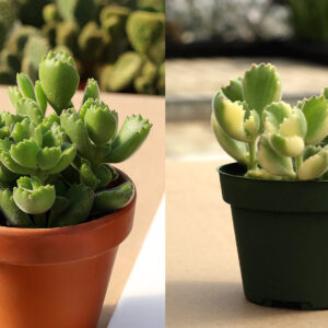 cotyledons tomentosa et tomentosa variegata