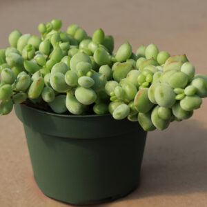 cotyledons pendens