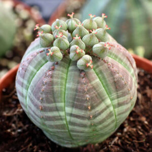 euphorbe obesa