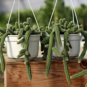 echinopsis chamaecereus