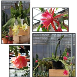 epiphyllum assortis