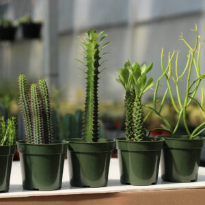 euphorbe assortis