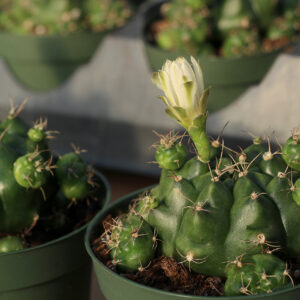 gymnocalycium damsii