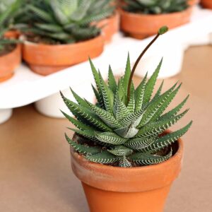 haworthia assortis pot de grès