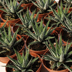 haworthia assortis pot de plastiques