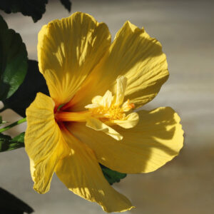 hibiscus johanna