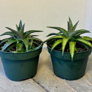dyckia brevifolia