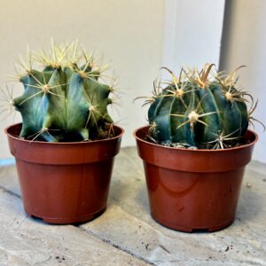 ferocactus assortis