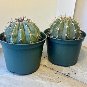 melocactus guitarii