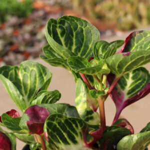 irisine herbstii